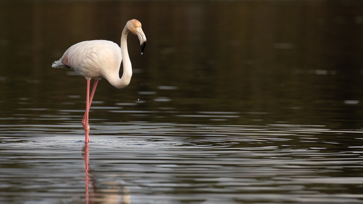 Greater Flamingo - ML615350805