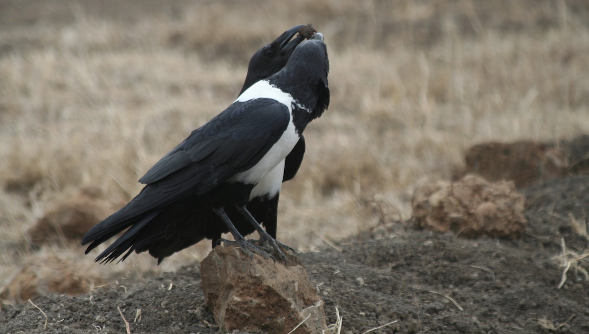Pied Crow - ML615350842