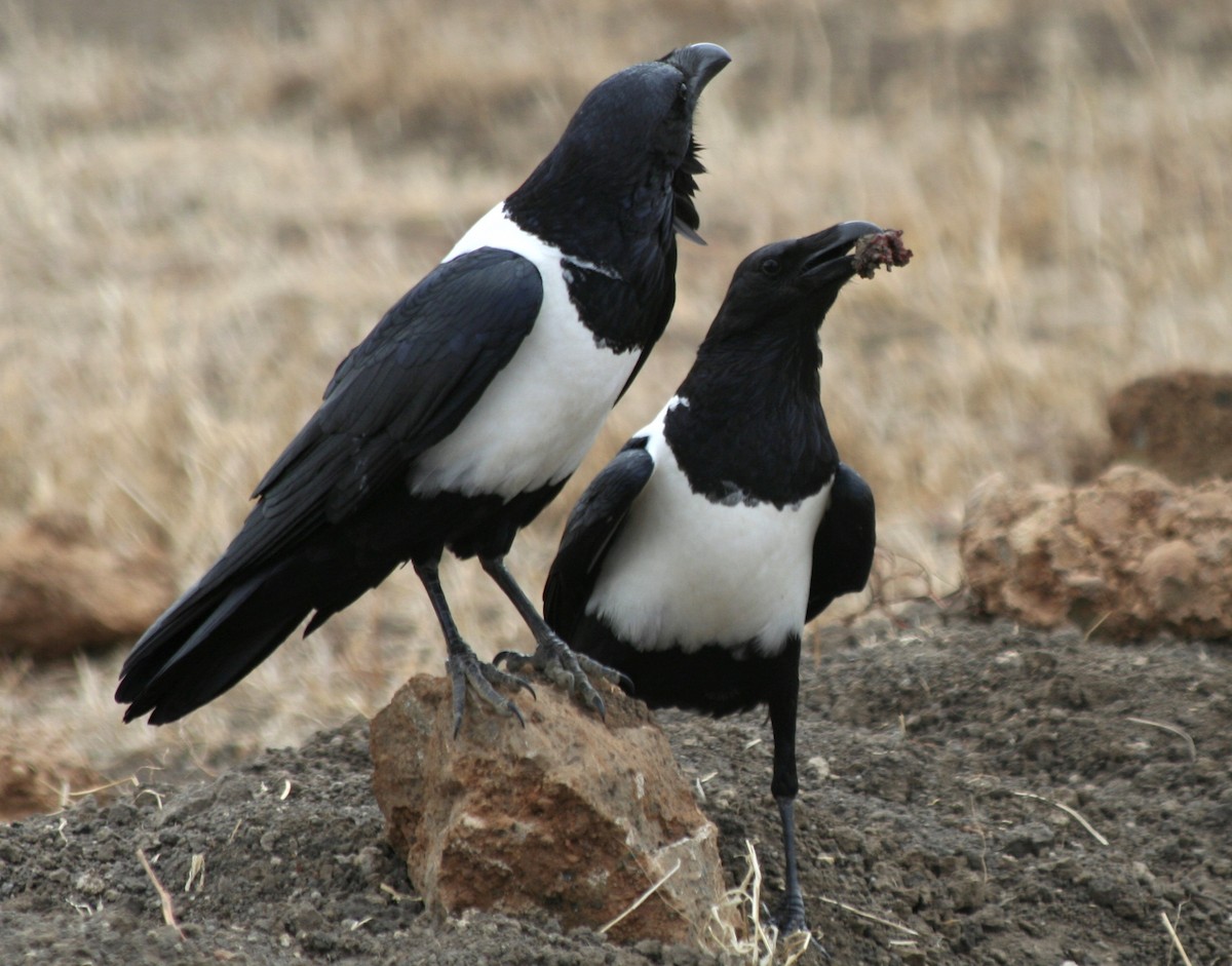 Pied Crow - ML615350844
