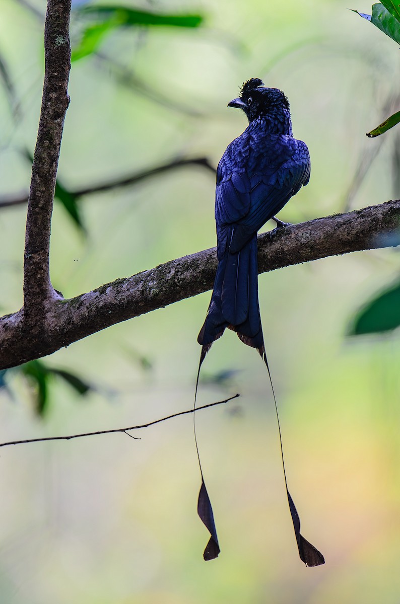 Greater Racket-tailed Drongo - Sudhir Paul