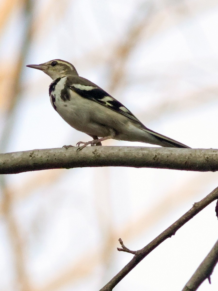 Forest Wagtail - ML615350932