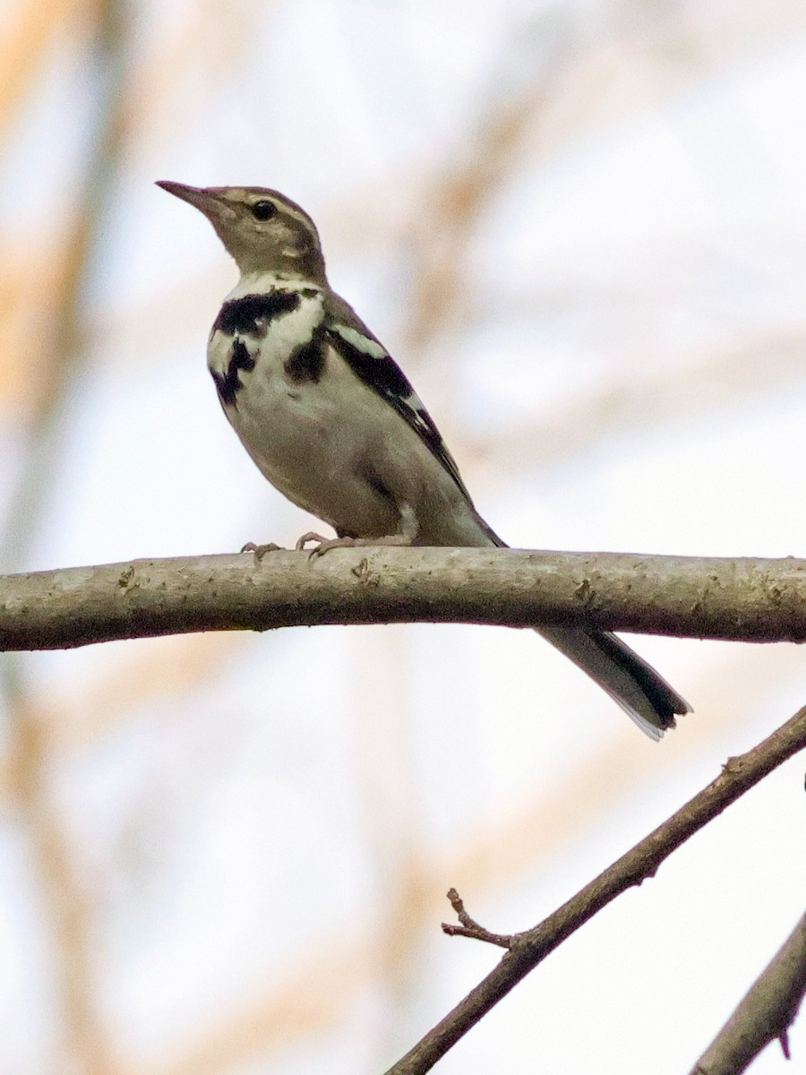 Forest Wagtail - ML615350933