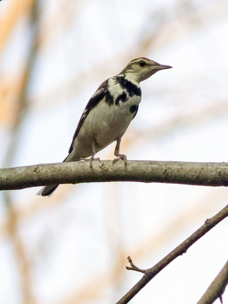 Forest Wagtail - ML615350934