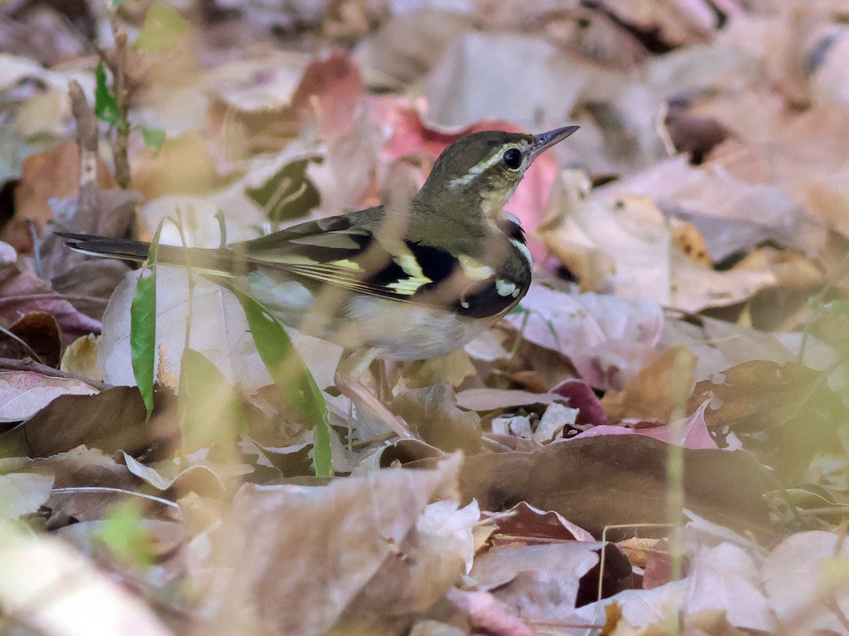 Forest Wagtail - ML615350936