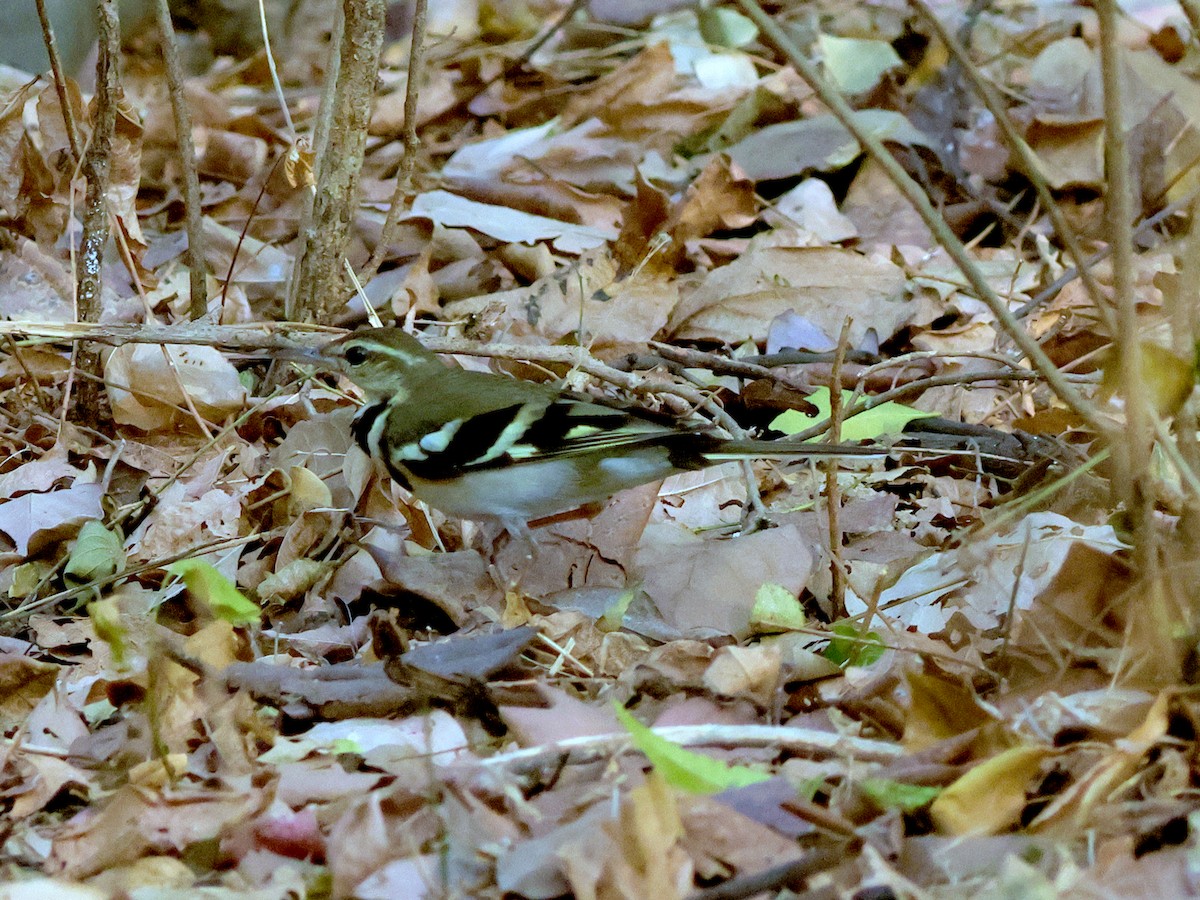 Forest Wagtail - ML615350937