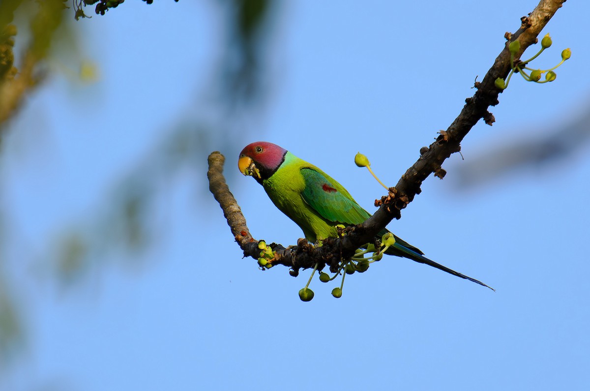 Plum-headed Parakeet - Sudhir Paul
