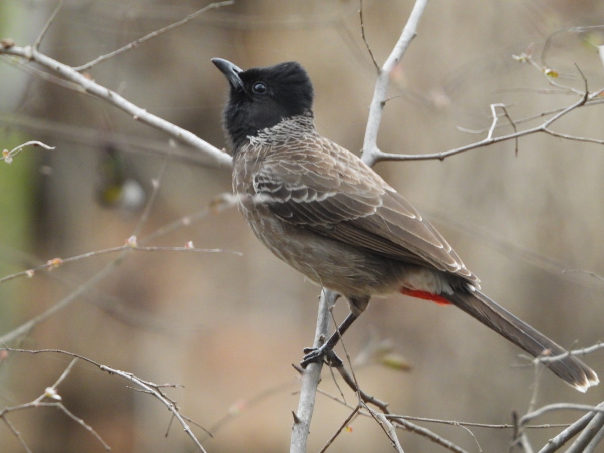 Red-vented Bulbul - ML615351020