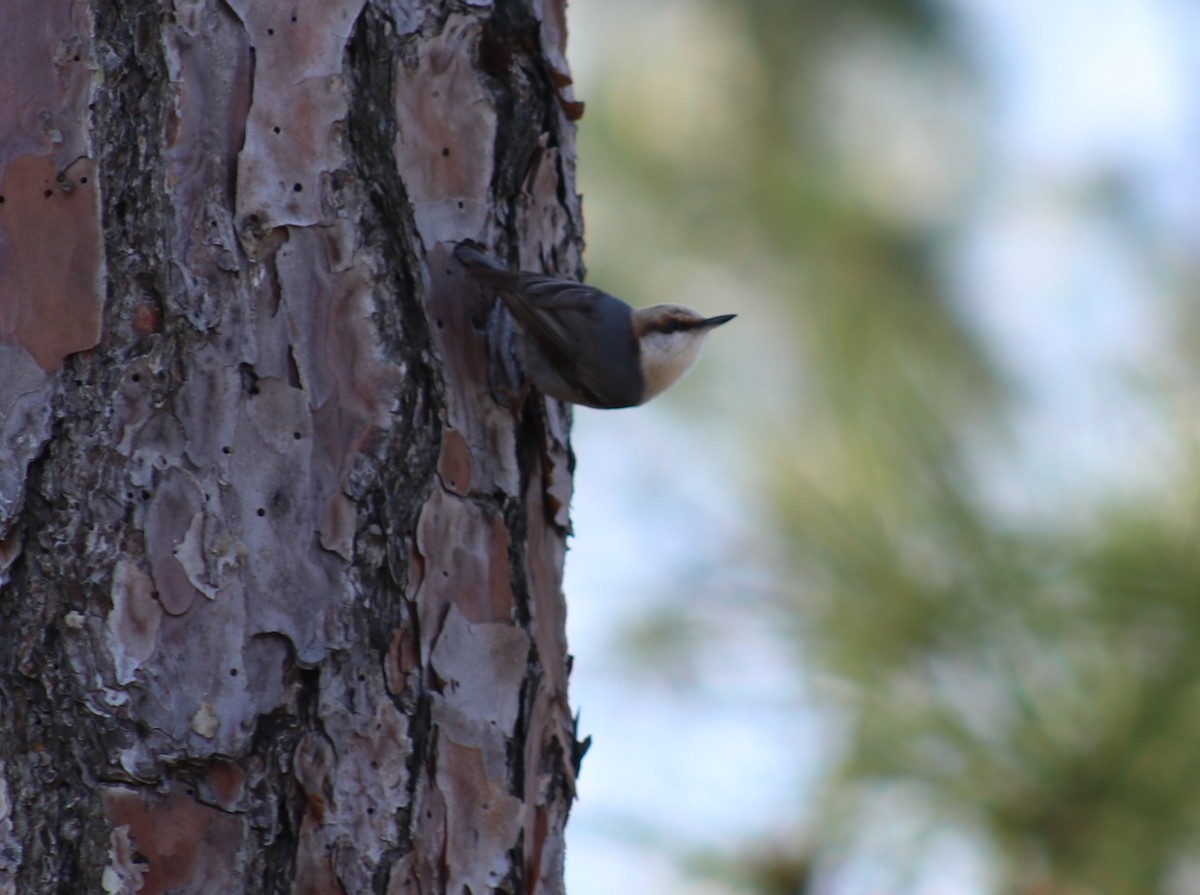 Brown-headed Nuthatch - ML615351287