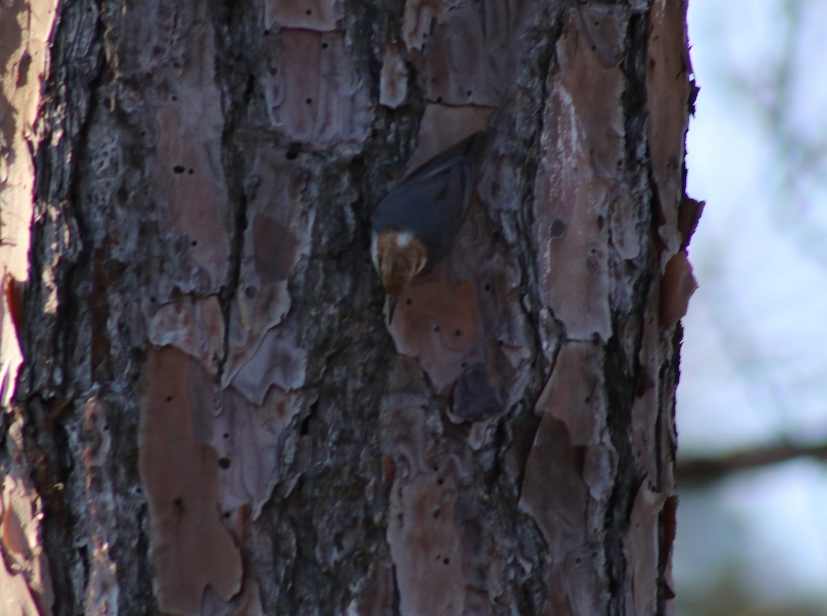 Brown-headed Nuthatch - ML615351290