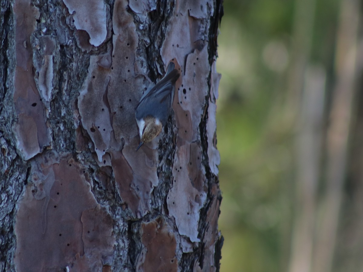 Brown-headed Nuthatch - ML615351292