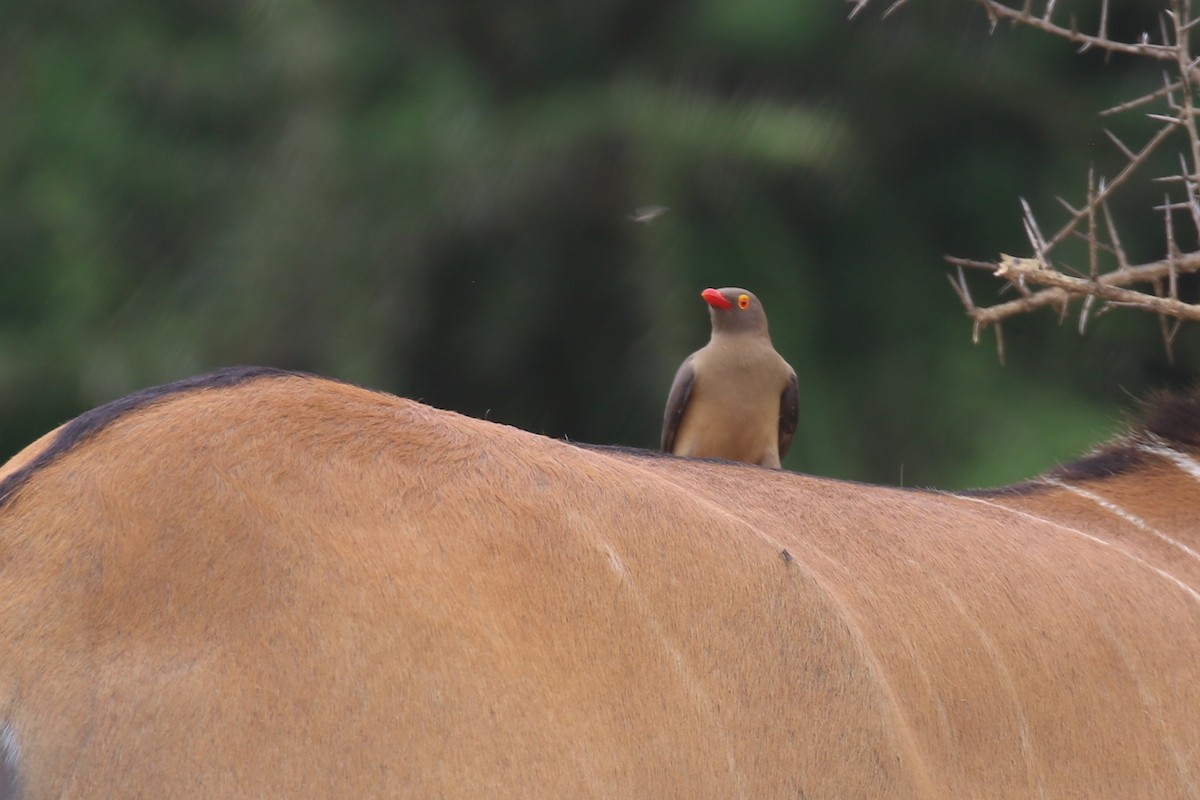 Red-billed Oxpecker - ML615351299