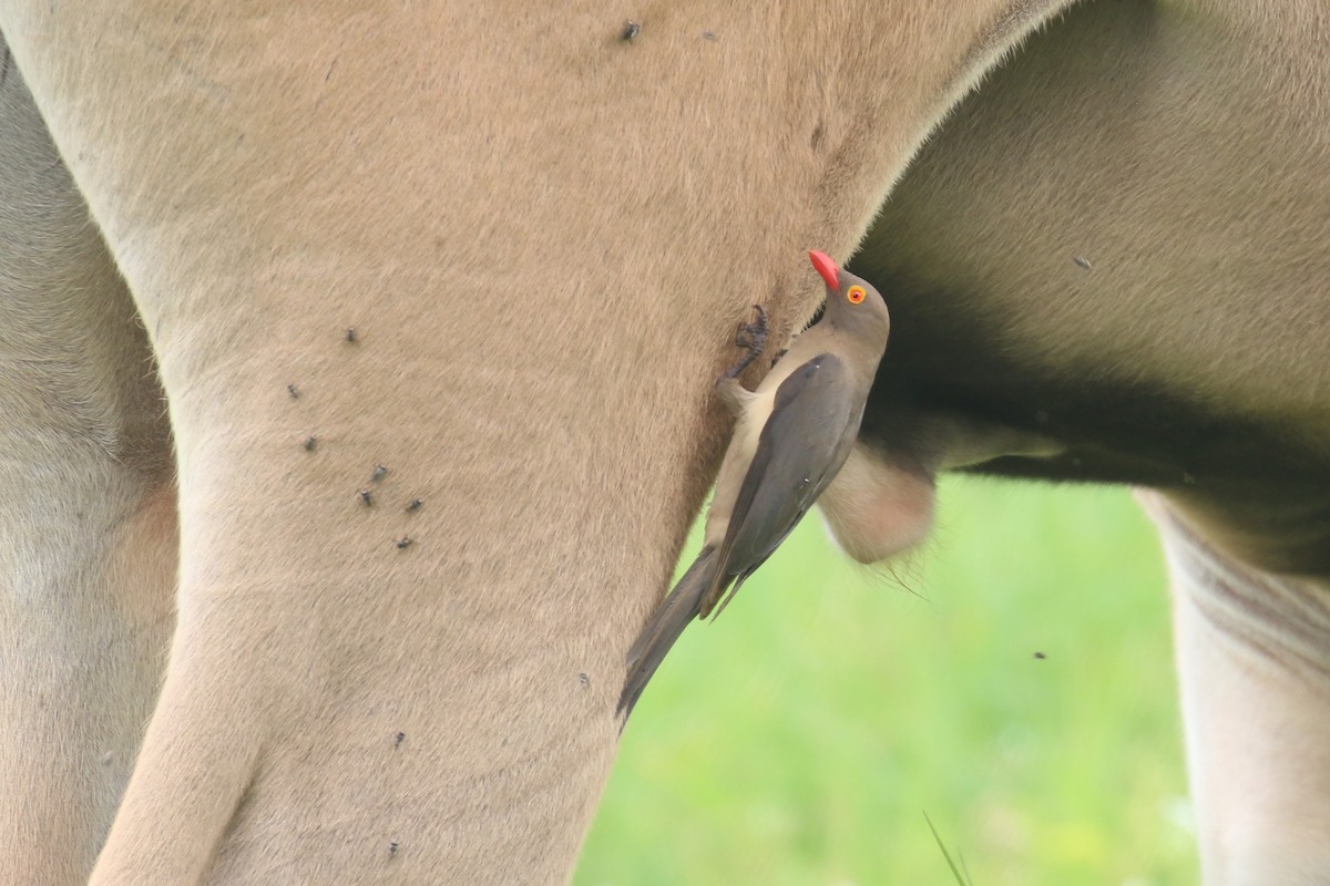 Red-billed Oxpecker - ML615351300