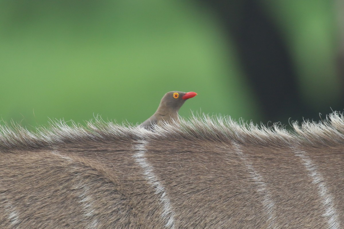 Red-billed Oxpecker - ML615351301