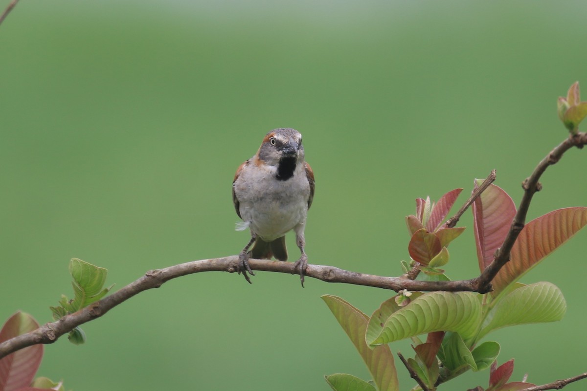 Kenya Rufous Sparrow - ML615351322