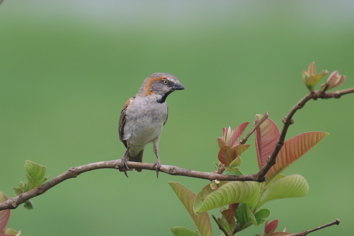 Kenya Rufous Sparrow - ML615351323