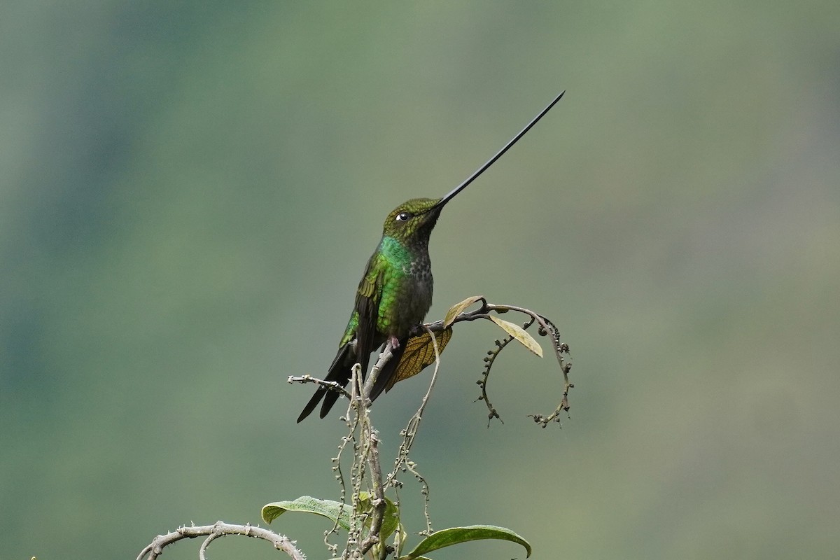 Sword-billed Hummingbird - ML615351408