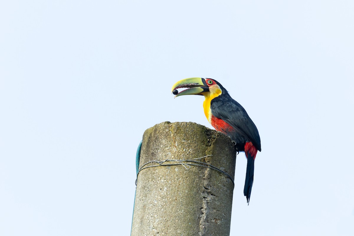 Red-breasted Toucan - ML615351469