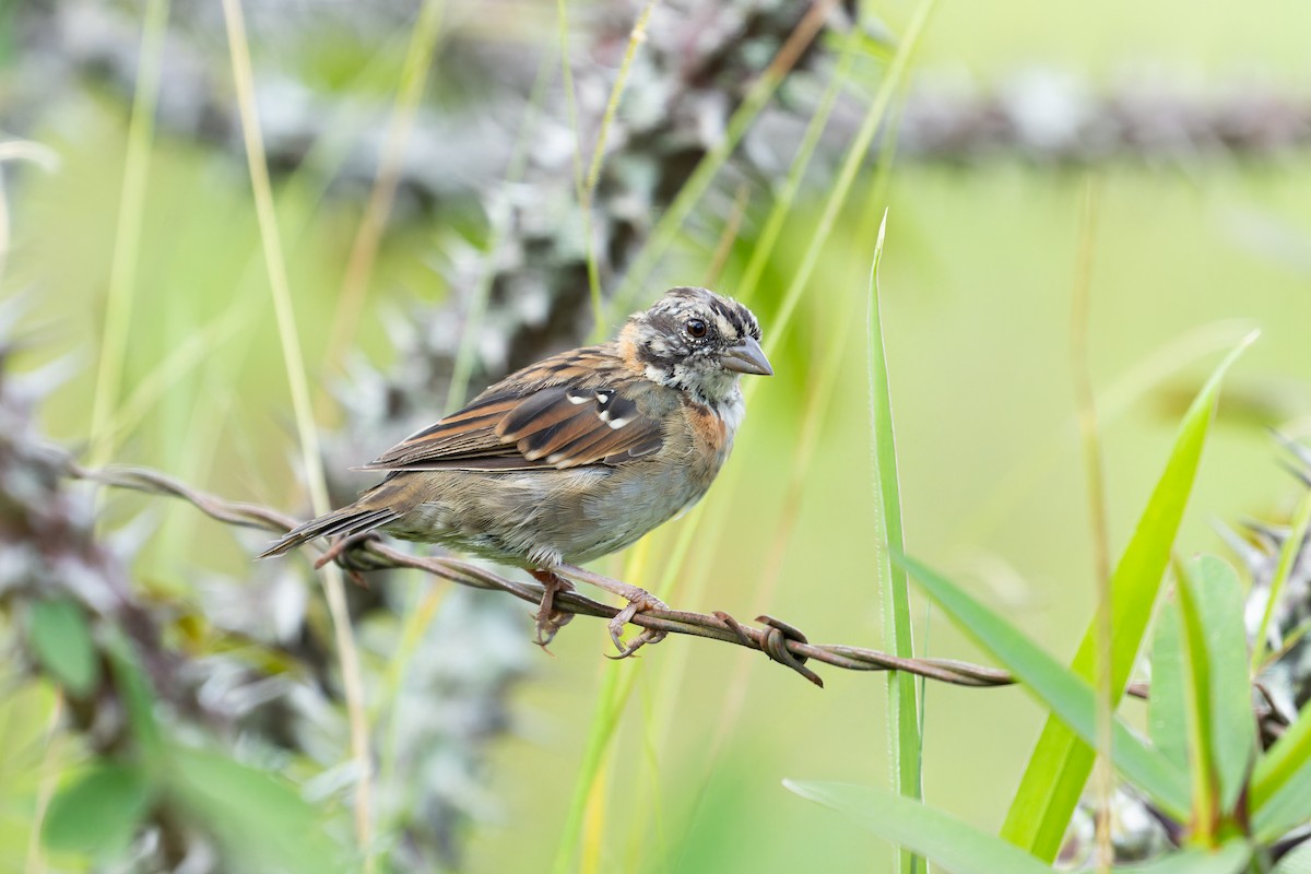 Rufous-collared Sparrow - ML615351493