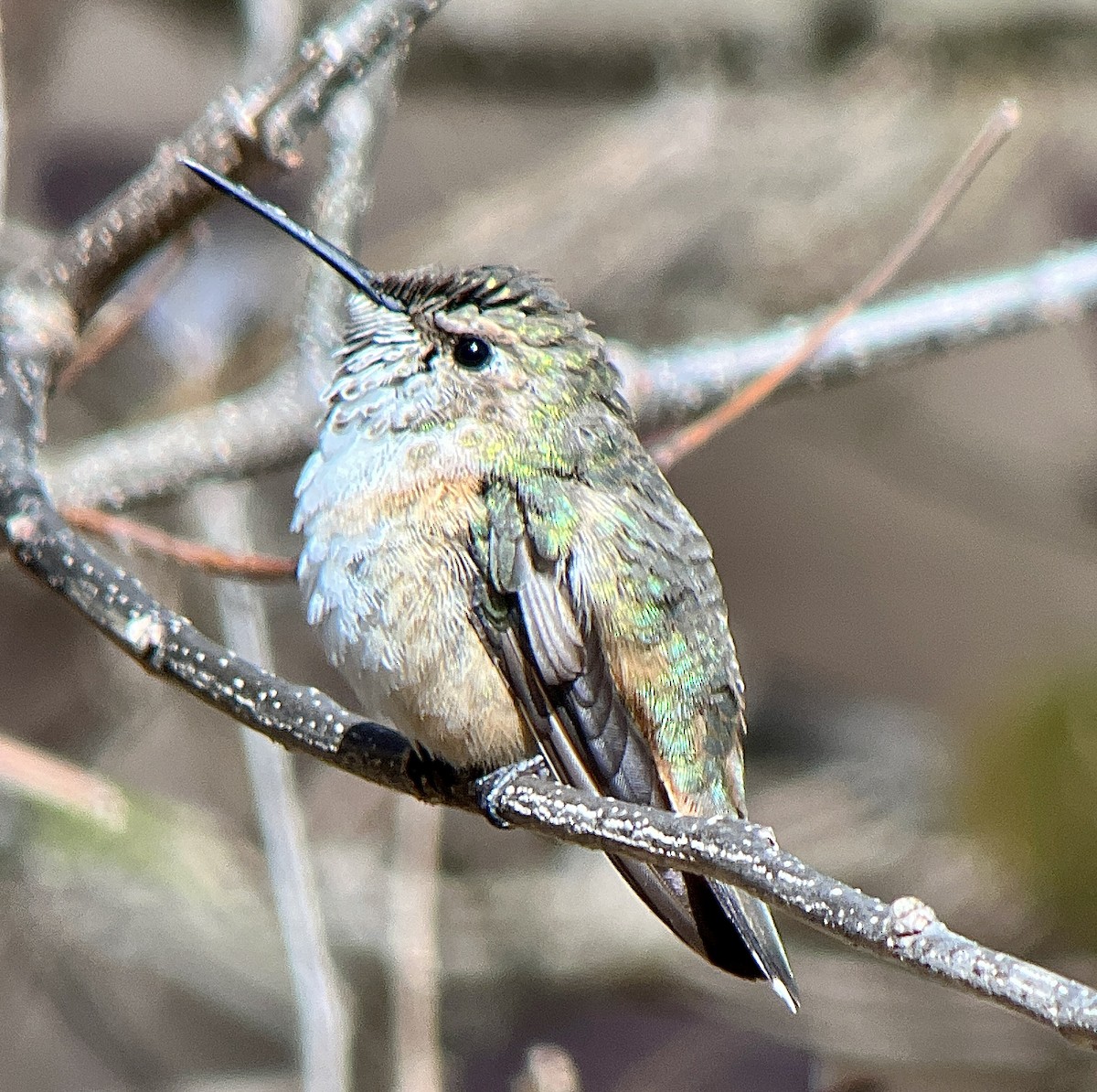 Rufous Hummingbird - ML615351641