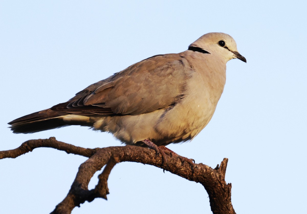 Ring-necked Dove - ML615351730