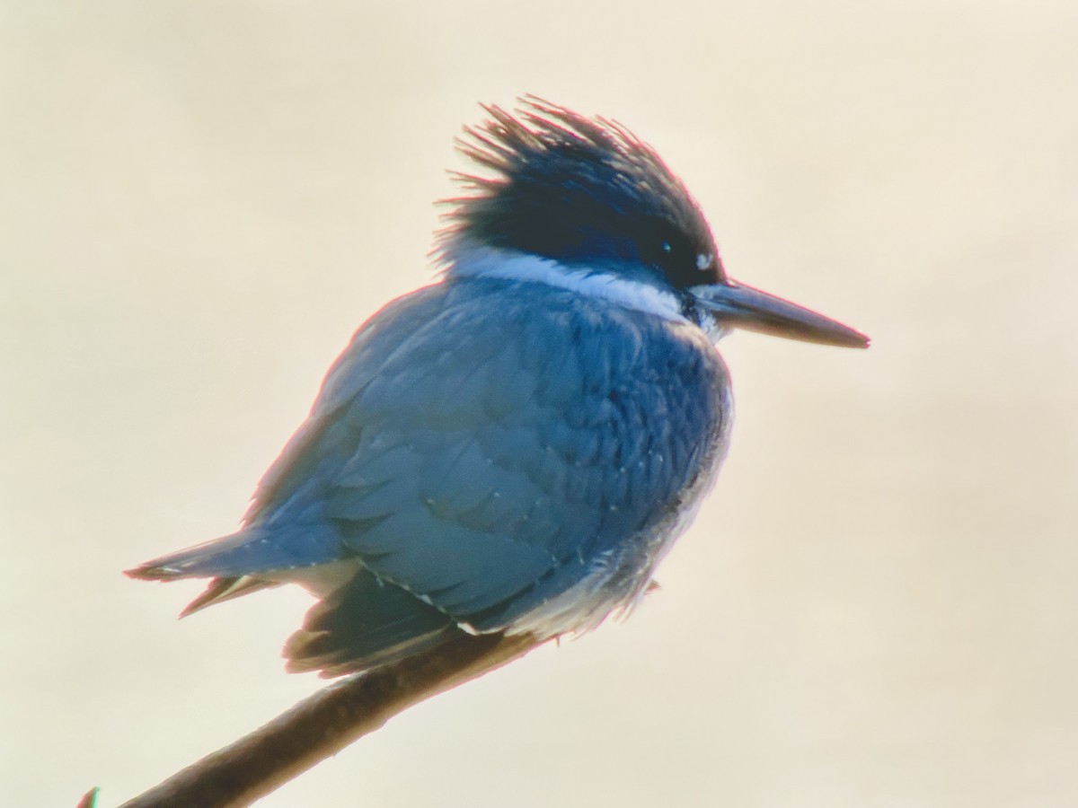Belted Kingfisher - ML615351974