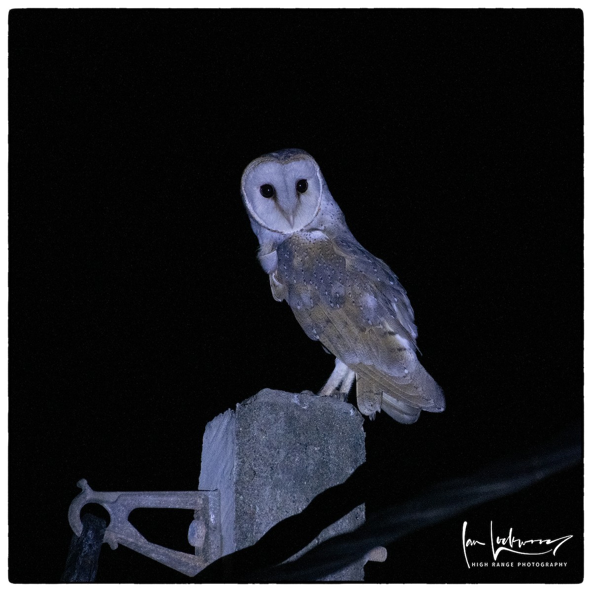 Barn Owl - ML615351980