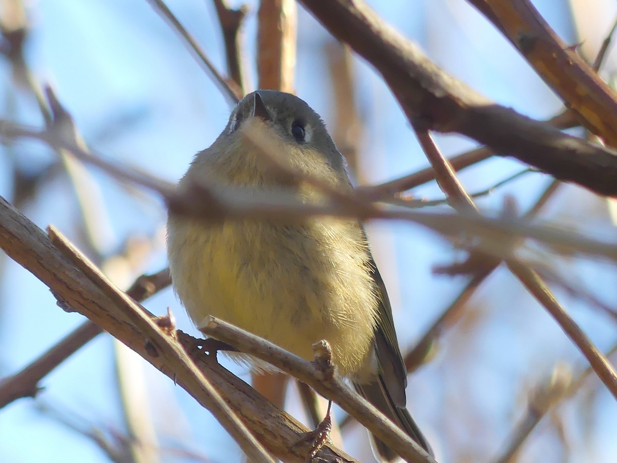 Ruby-crowned Kinglet - Gordon Curry