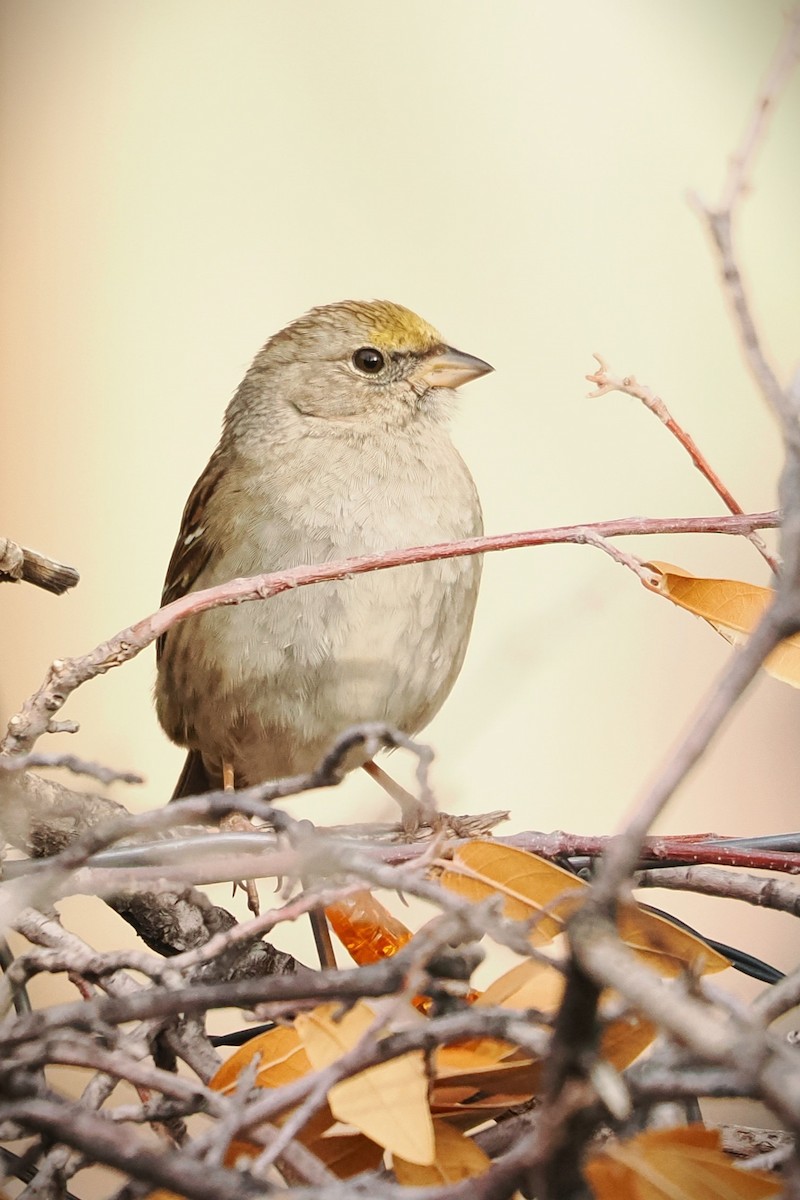 Golden-crowned Sparrow - ML615352125