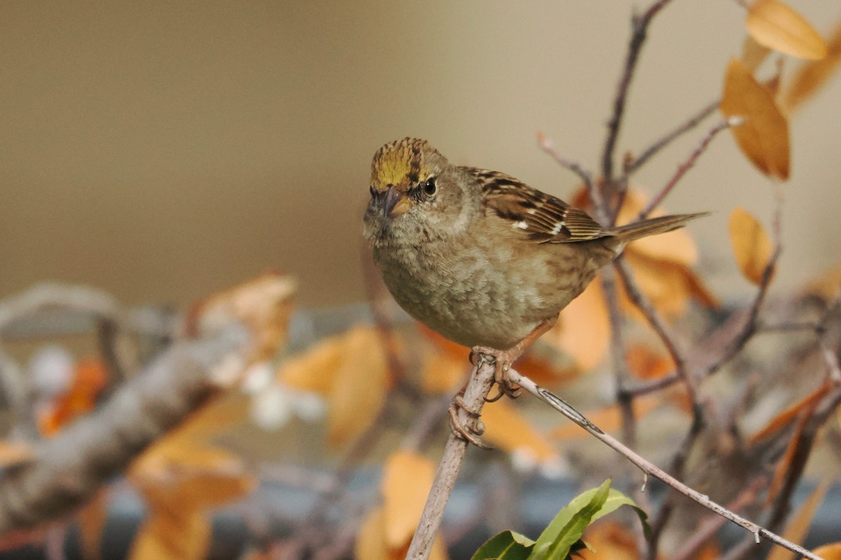 Golden-crowned Sparrow - ML615352127