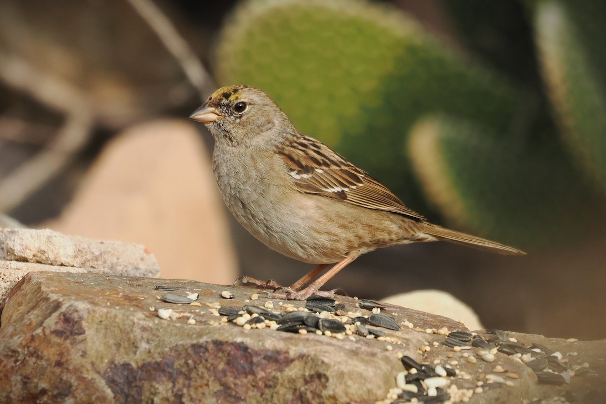 Golden-crowned Sparrow - ML615352137