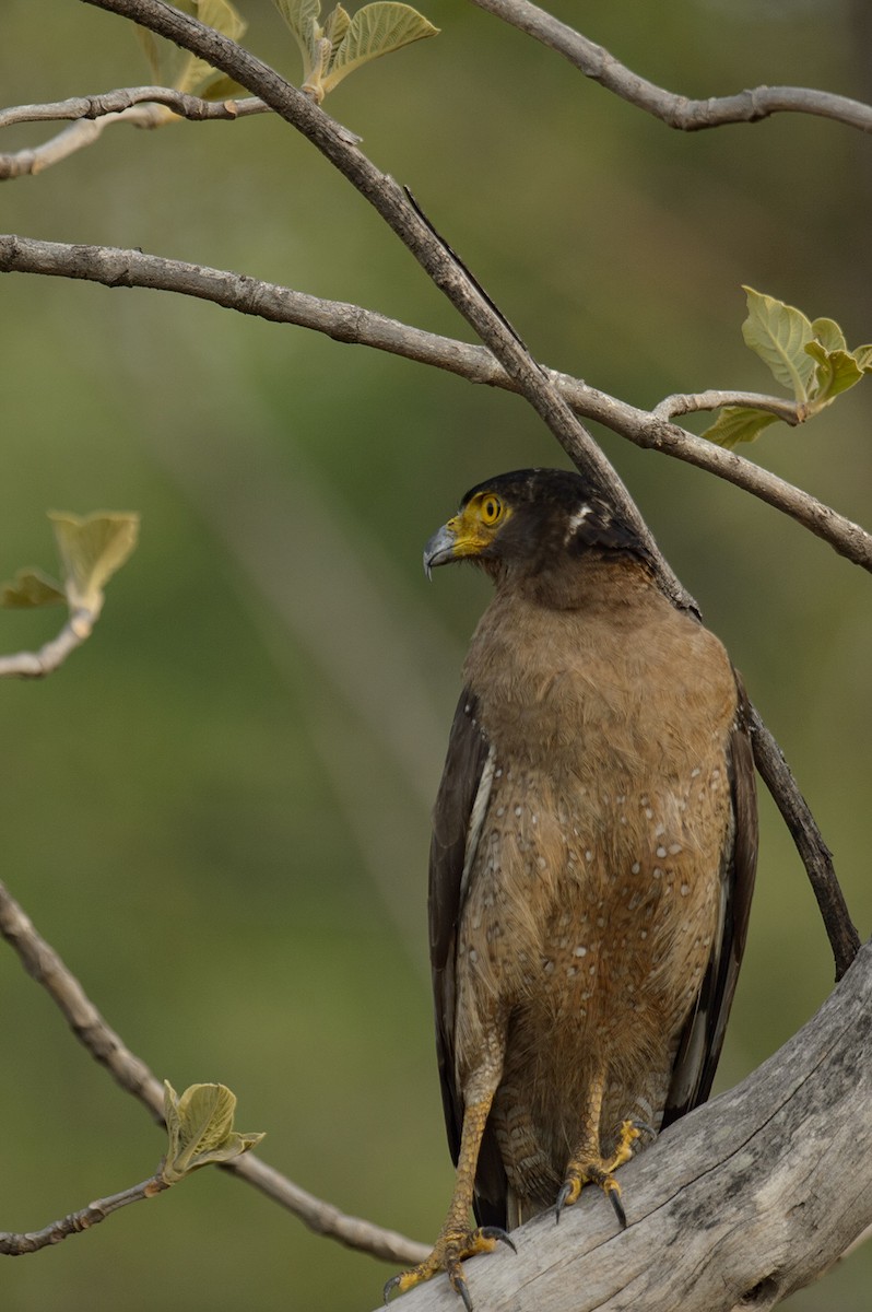 Crested Serpent-Eagle - ML615352209