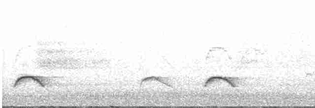 White-crested Elaenia - ML615352349
