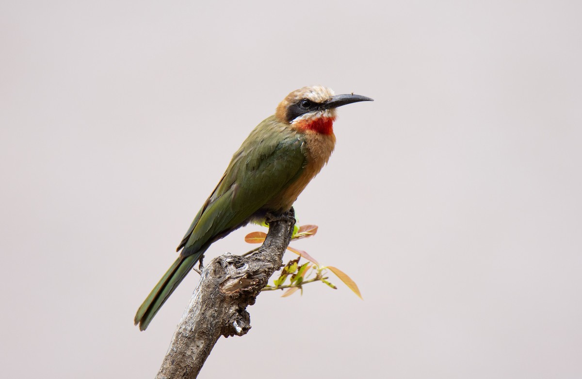 White-fronted Bee-eater - ML615352706