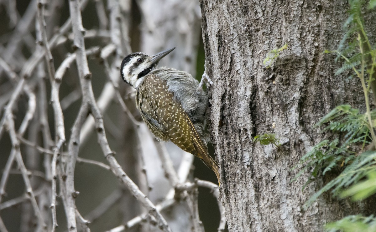 Bearded Woodpecker - ML615352734