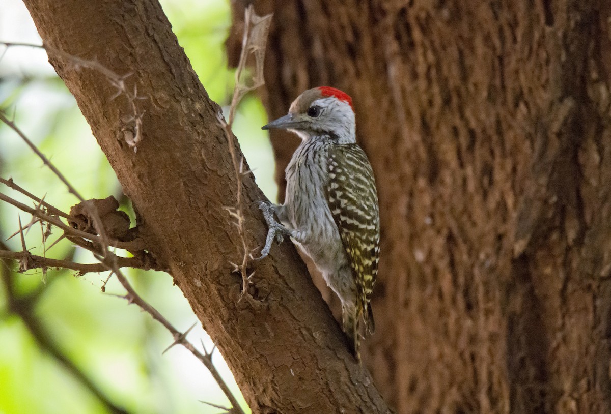 Cardinal Woodpecker - ML615352751