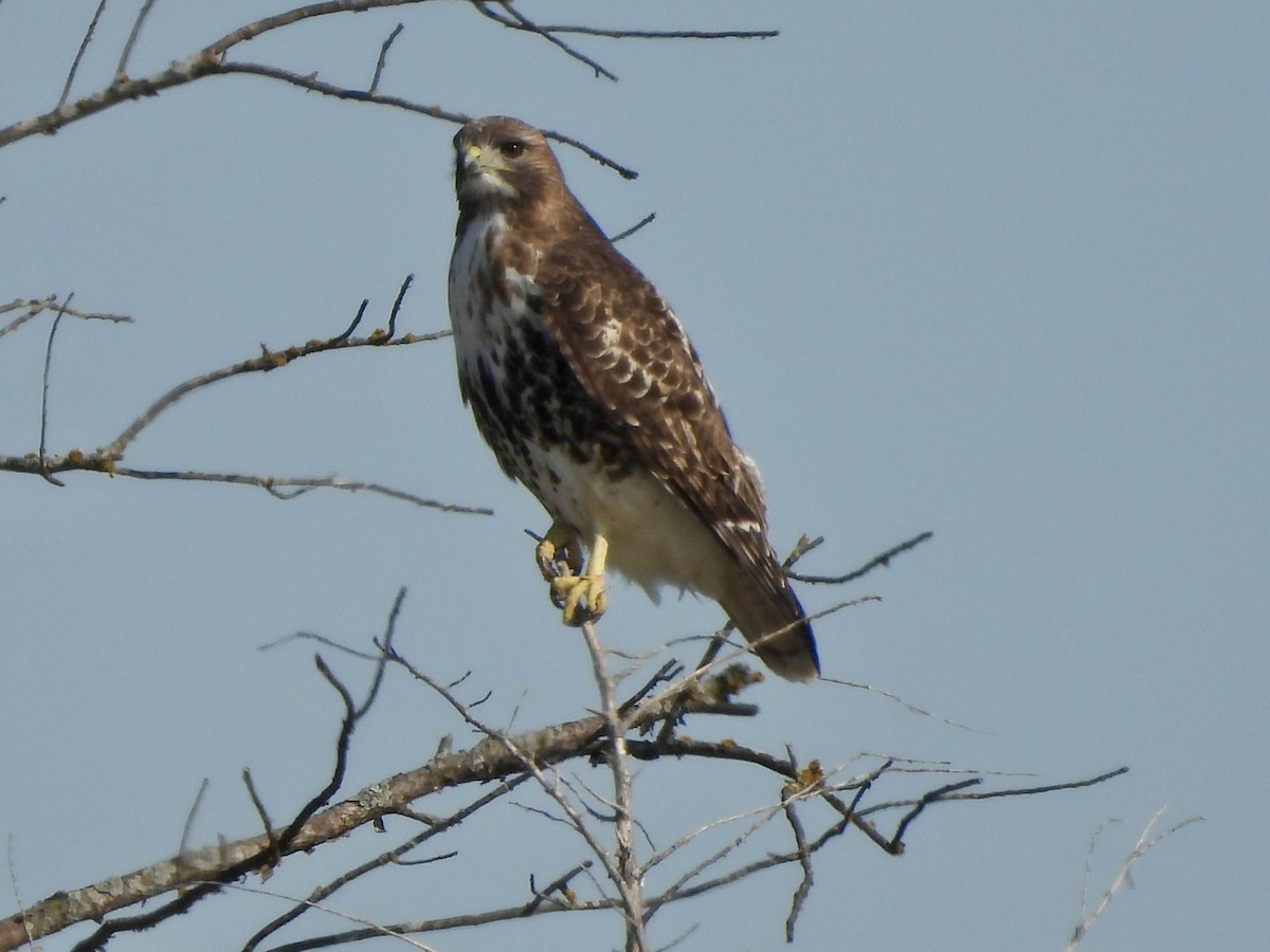 Red-tailed Hawk (abieticola) - ML615352777
