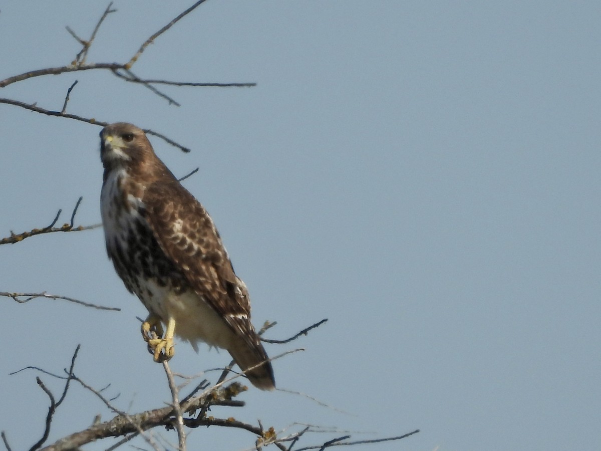 Red-tailed Hawk (abieticola) - ML615352778