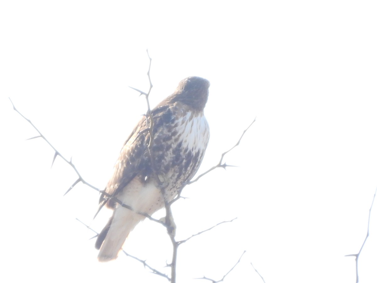 Red-tailed Hawk (abieticola) - ML615352802