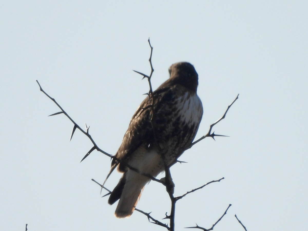 Red-tailed Hawk (abieticola) - ML615352803