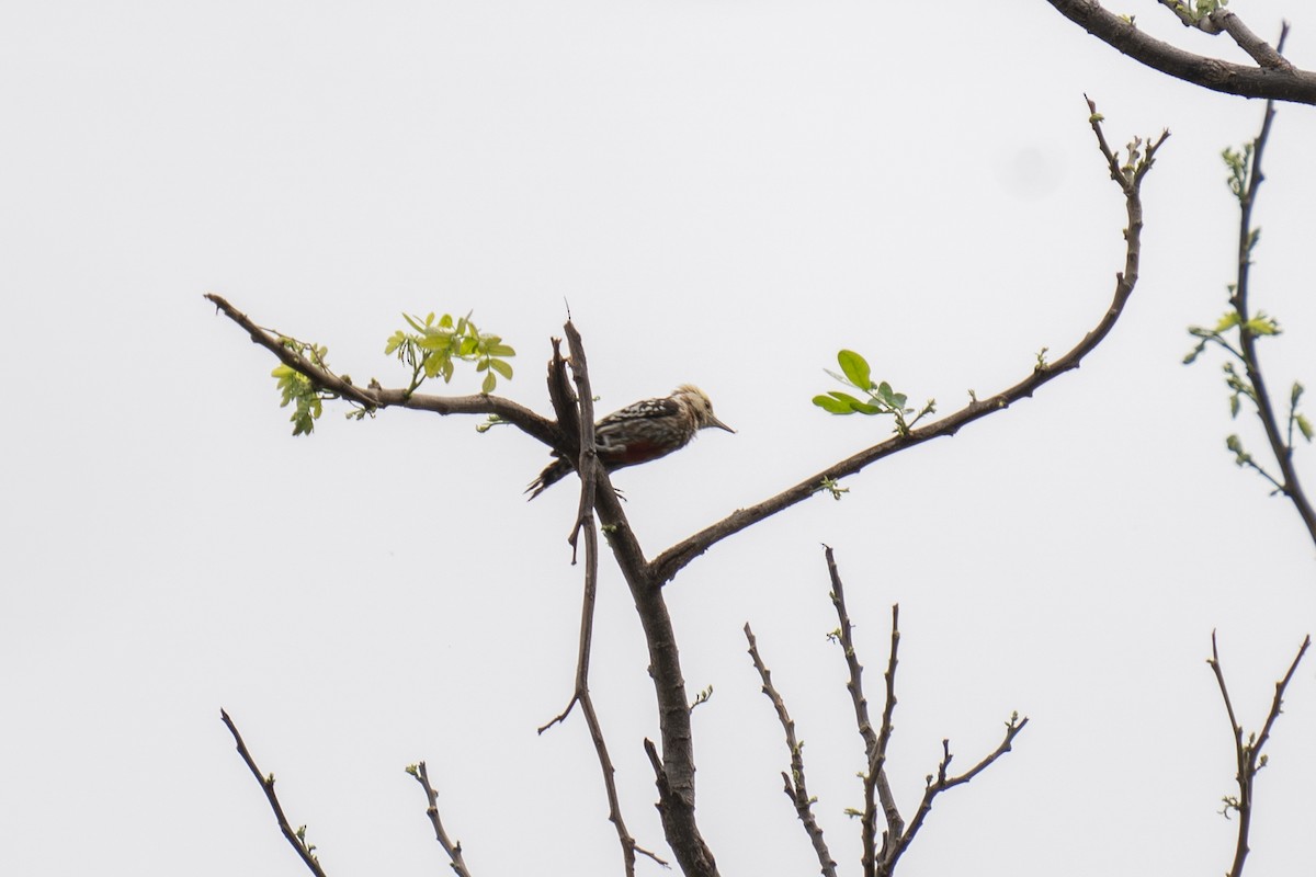 Yellow-crowned Woodpecker - ML615352813