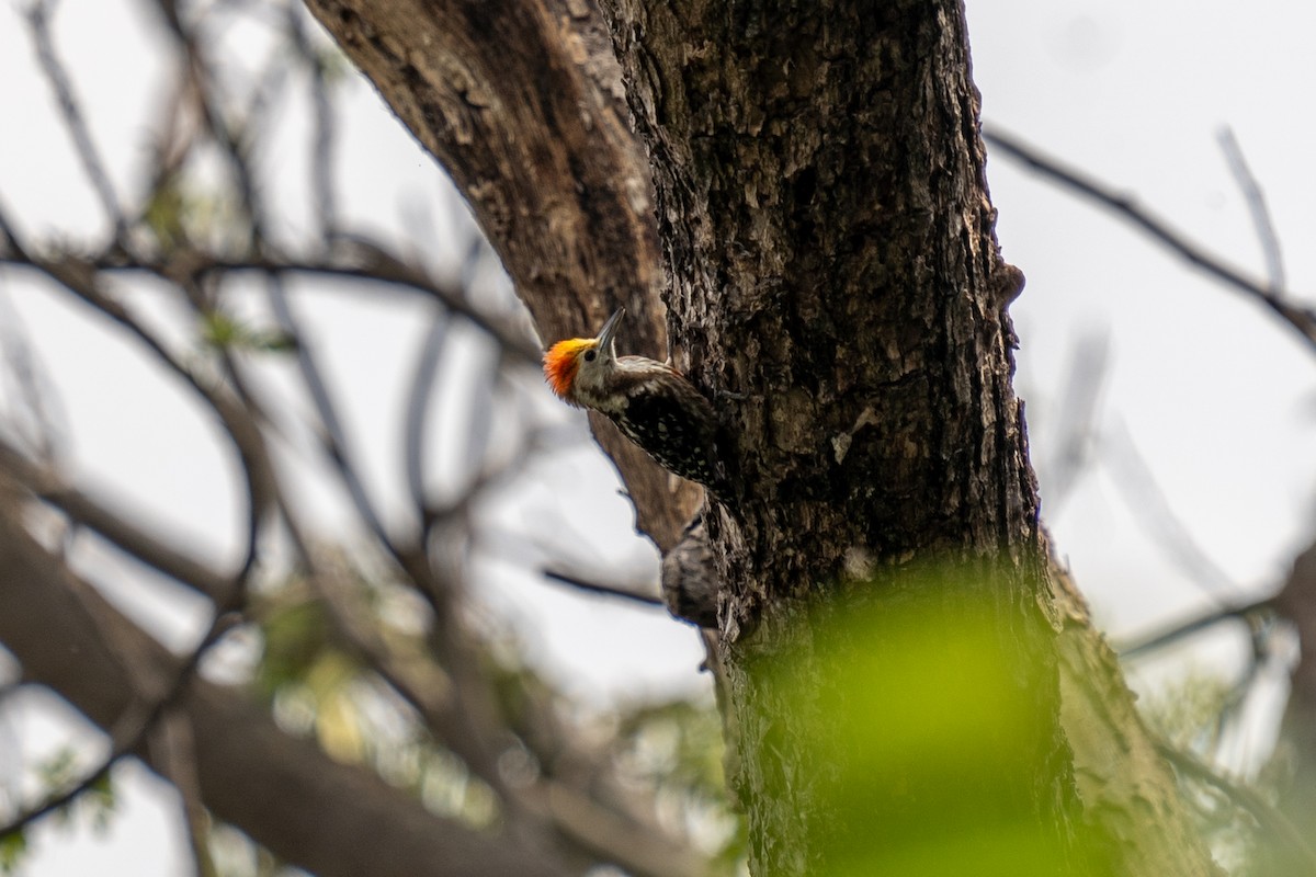 Yellow-crowned Woodpecker - ML615352814