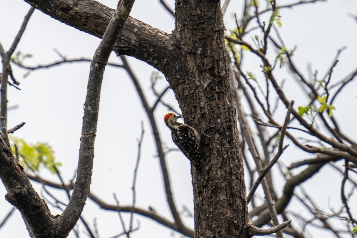 Yellow-crowned Woodpecker - Jawad Ali