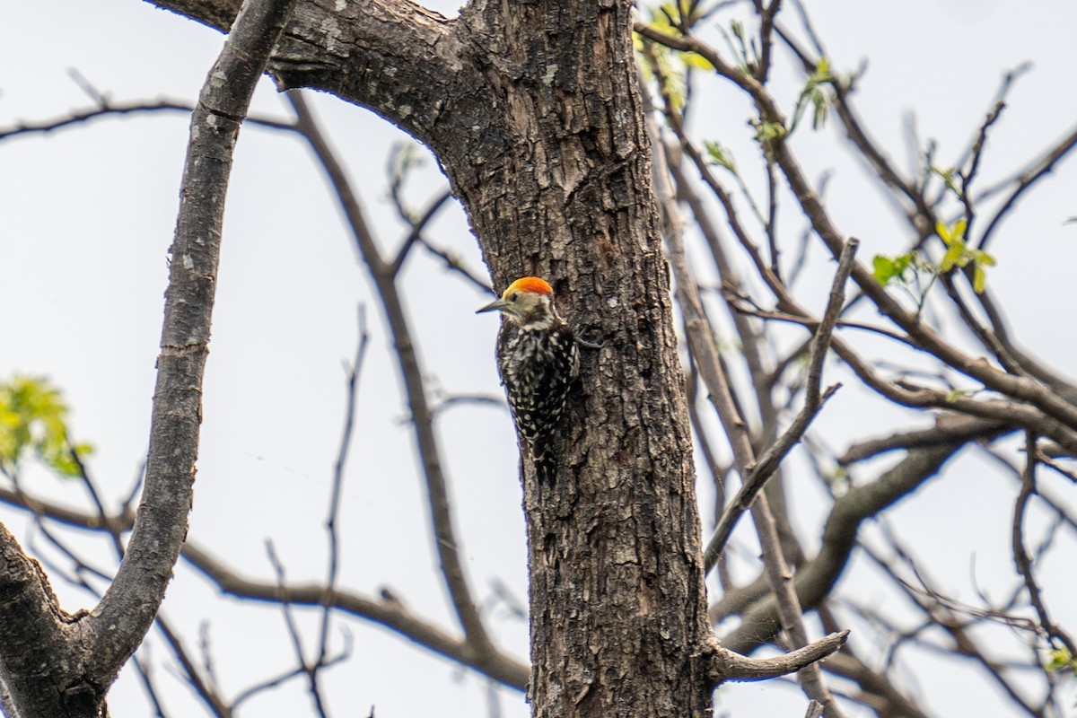Yellow-crowned Woodpecker - ML615352816