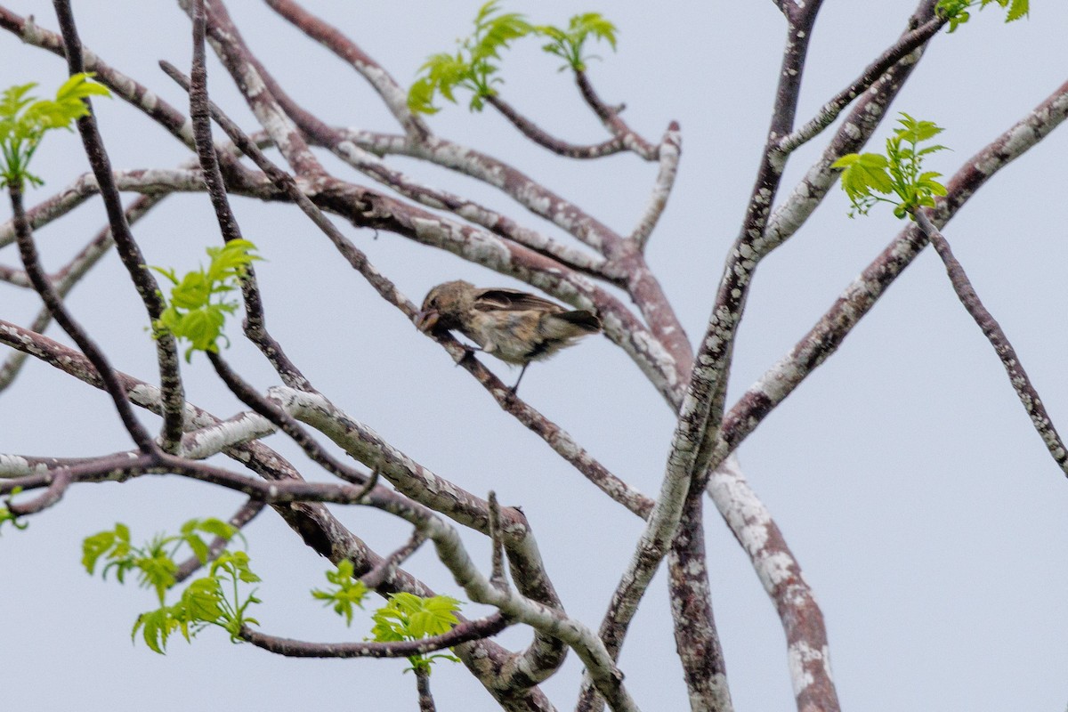Woodpecker Finch - ML615352888