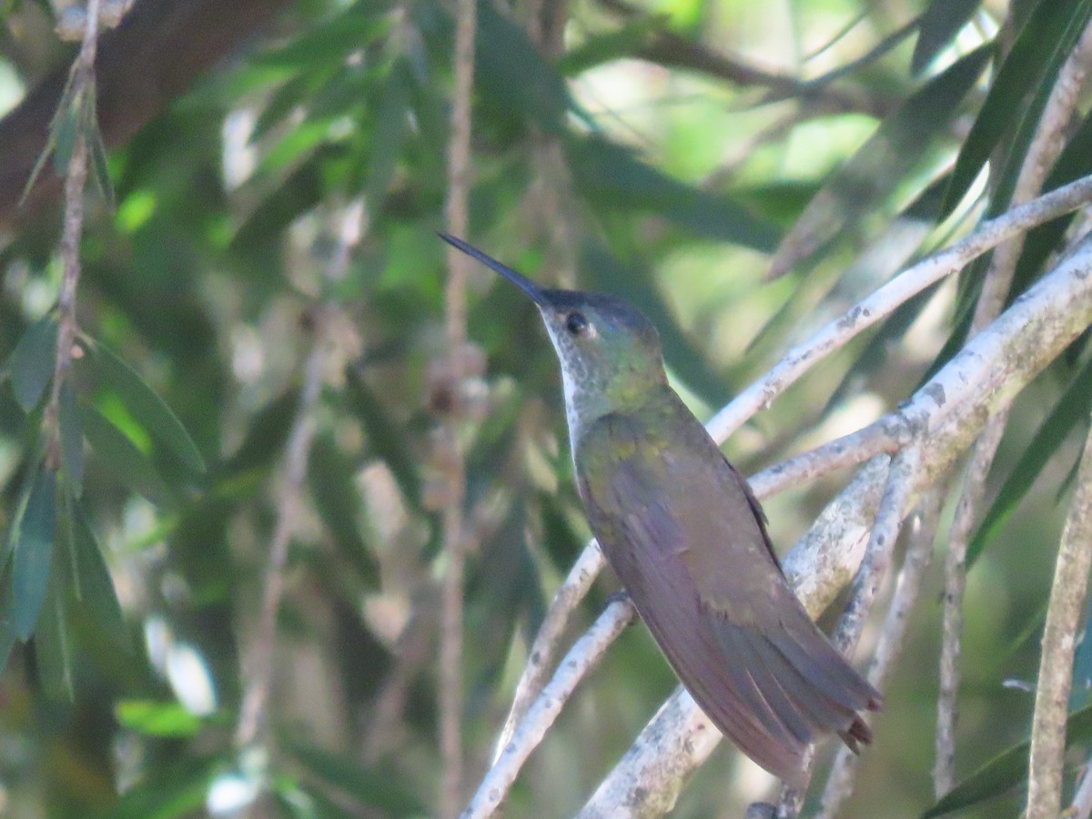 Azure-crowned Hummingbird - ML615353004