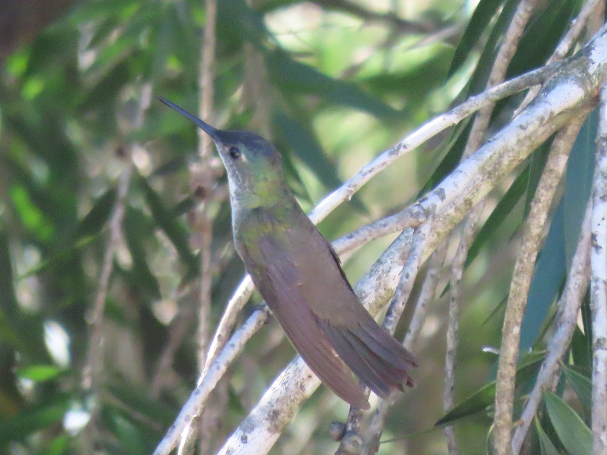 Azure-crowned Hummingbird - ML615353005