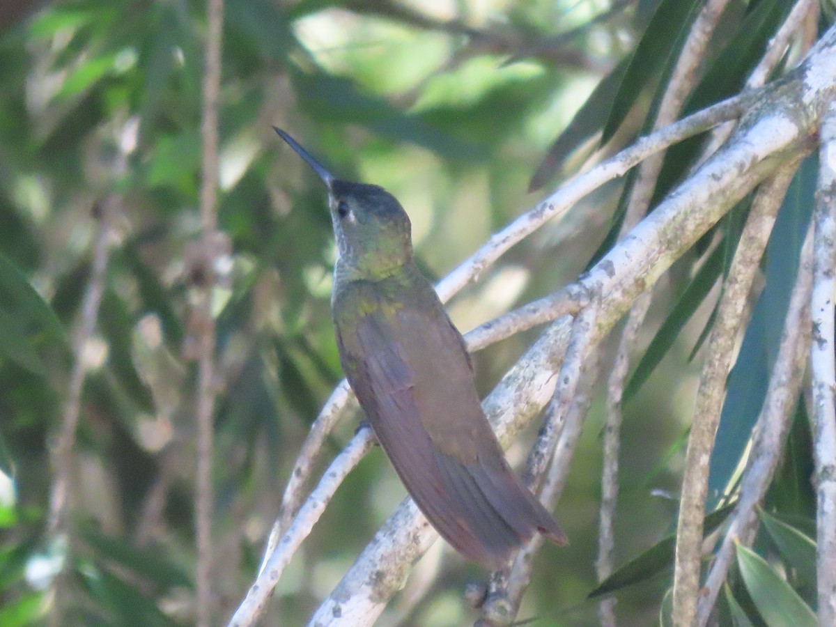 Azure-crowned Hummingbird - ML615353006