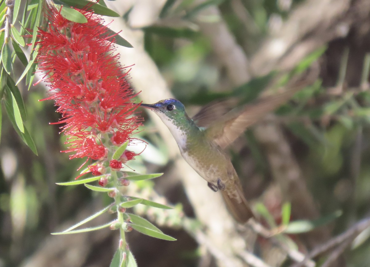 Azure-crowned Hummingbird - ML615353021