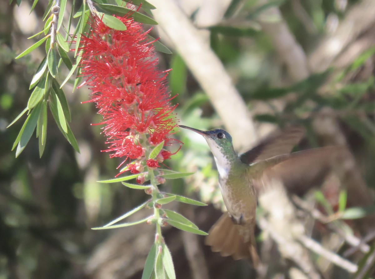 Azure-crowned Hummingbird - ML615353022