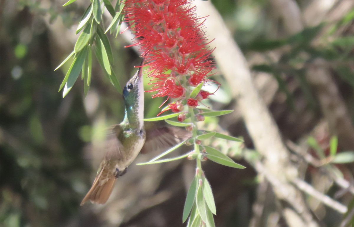 Azure-crowned Hummingbird - ML615353024